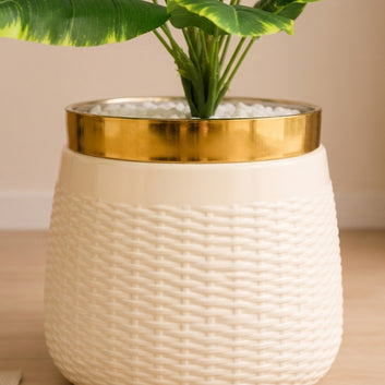 Golden Rim Pot Tabletop Palm Plant