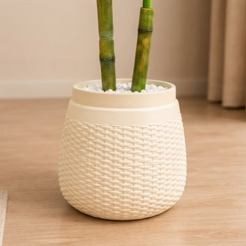 Golden Rim Areca Palm Tree