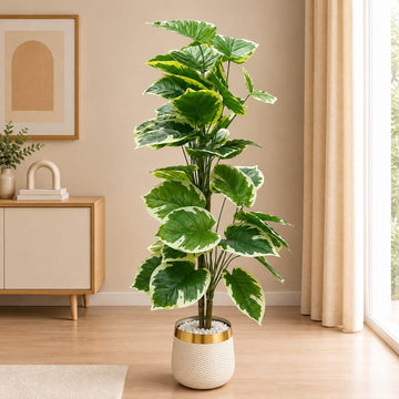Imported Elephant Ear Planter