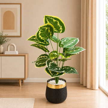 Imported Petite Calathea Accent Planter