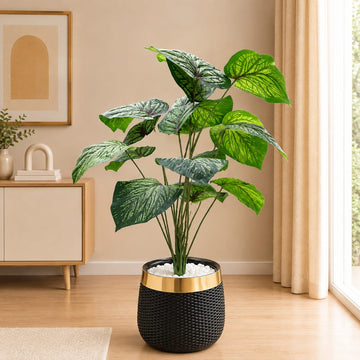 Imported Minimalist Caladium Planter