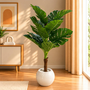 Premium Indoor Green Plant