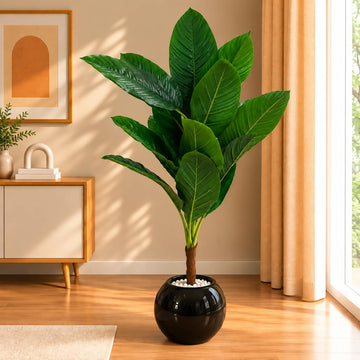 Royal Green Leaf Plant