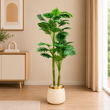 Golden Rim Areca Palm Tree