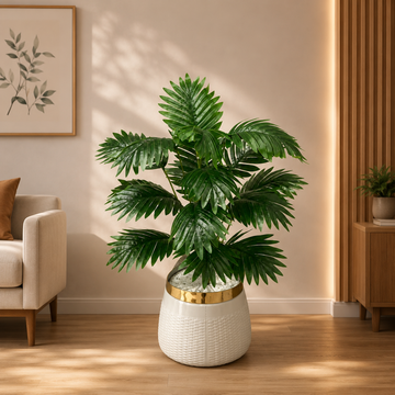 Golden Rim Tabletop Cycas Palm